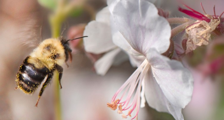 Support Pollinators: Beedazzle your own native Bee Box