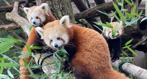 Buttonwood Park Zoo