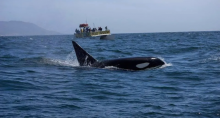 Morro Bay Whale Watching Tours