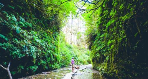 California Redwood Coast