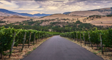 Irvine & Roberts Vineyards