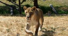 Wildlife Safari