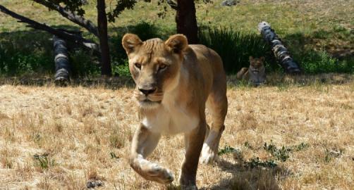 Wildlife Safari
