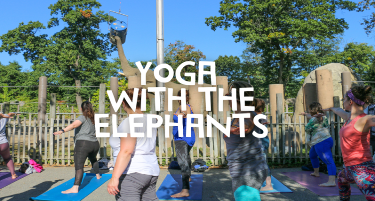 Yoga With The Elephants