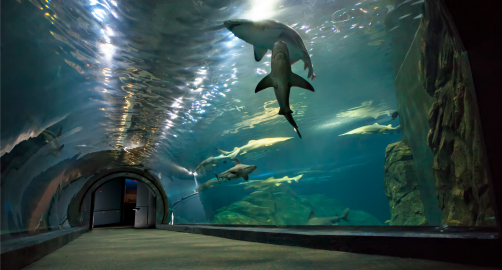camden adventure aquarium shark bridge