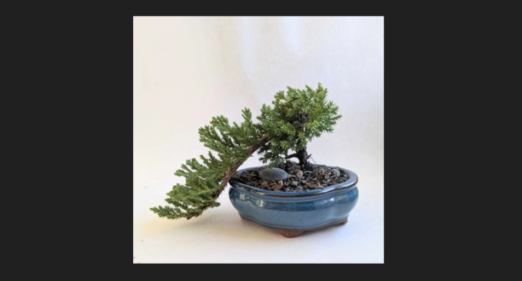 Bonsai 101 + Sip Workshop at CanalSide Food + Drink