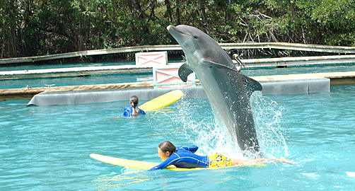 Miami Seaquarium - Miamiseaquarium4170148