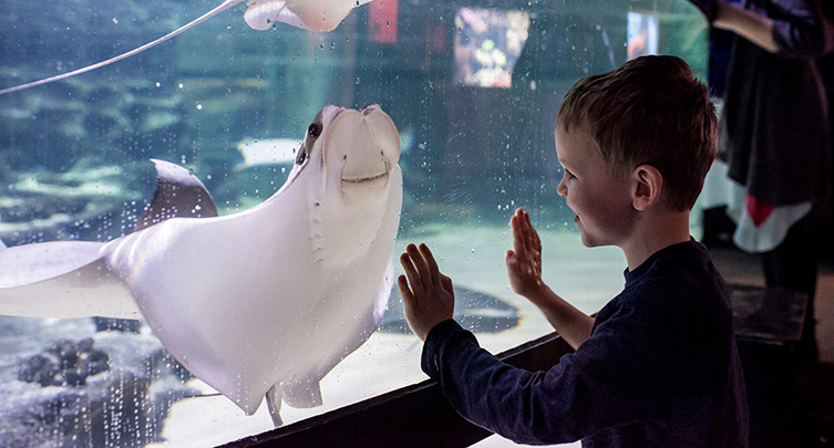 Sensory Hour @CLEAquarium