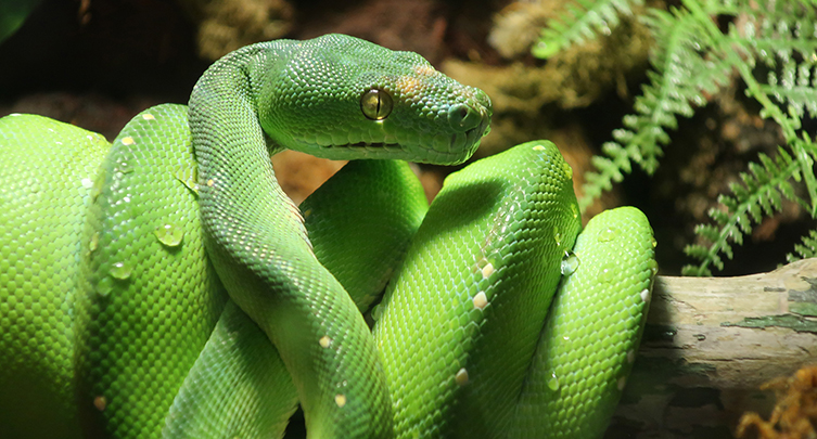 Wild, Weird & Creepy @CLEAquarium