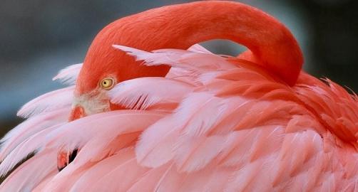 Flamingo Gardens
